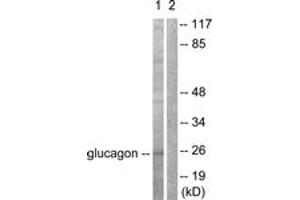 Western blot analysis of extracts from COS7 cells, using Glucagon Antibody.