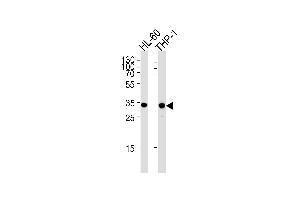 Western blot analysis in HL-60,THP-1 cell line lysates (35ug/lane).