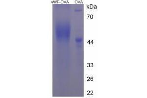 Image no. 3 for Von Willebrand Factor (VWF) peptide (Ovalbumin) (ABIN5666415) (Von Willebrand Factor (VWF) peptide (Ovalbumin))