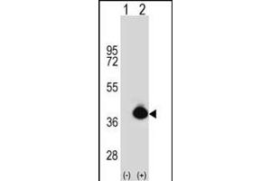 Western blot analysis of POLDIP2 (arrow) using rabbit polyclonal POLDIP2 Antibody (C-term) (ABIN391925 and ABIN2841735). (POLDIP2 Antikörper  (C-Term))