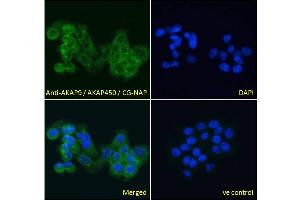 ABIN185354 Immunofluorescence analysis of paraformaldehyde fixed A431 cells, permeabilized with 0. (AKAP9 Antikörper  (C-Term))