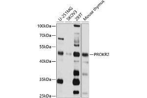 Western blot analysis of extracts of various cell lines, using PROKR2 antibody (ABIN3017073, ABIN3017074, ABIN3017075 and ABIN6219941) at 1:1000 dilution. (Prokineticin Receptor 2 Antikörper)