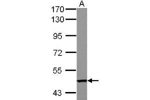 Western Blotting (WB) image for anti-Tandem C2 Domains, Nuclear (TC2N) (AA 1-147) antibody (ABIN1501338) (TC2N Antikörper  (AA 1-147))