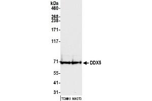 Western Blotting (WB) image for anti-DEAD (Asp-Glu-Ala-Asp) Box Polypeptide 5 (DDX5) (C-Term) antibody (ABIN7454642) (DDX5 Antikörper  (C-Term))