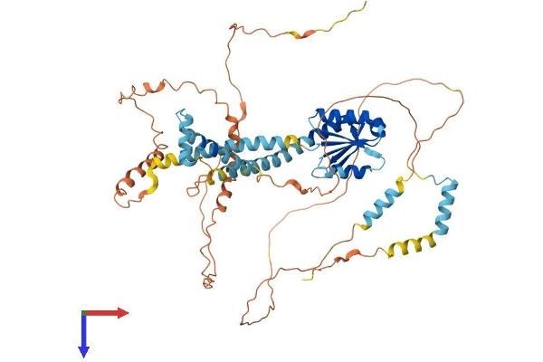 NCOA5 Protein (AA 1-579) (His tag)