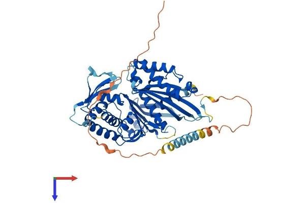 ENTPD6 Protein (AA 1-484) (His tag)