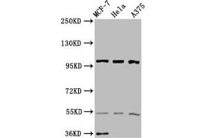 Western Blot Positive WB detected in: MCF-7 whole cell lysate, Hela whole cell lysate, A375 whole cell lysate All lanes: EIF3C antibody at 3. (EIF3C Antikörper  (AA 201-500))