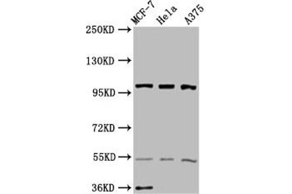 EIF3C Antikörper  (AA 201-500)