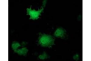 Anti-PNMT mouse monoclonal antibody (ABIN2454534) immunofluorescent staining of COS7 cells transiently transfected by pCMV6-ENTRY PNMT (RC206586). (PNMT Antikörper)
