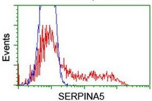 HEK293T cells transfected with either RC203599 overexpress plasmid (Red) or empty vector control plasmid (Blue) were immunostained by anti-SERPINA5 antibody (ABIN2455637), and then analyzed by flow cytometry. (SERPINA5 Antikörper)