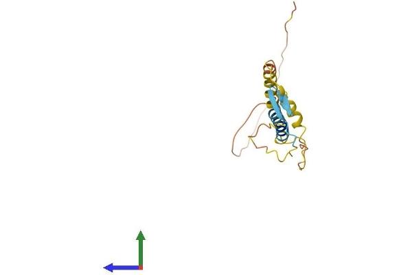 KLRC4 Protein (AA 1-158) (His tag)