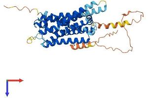 HRH2 Protein (AA 1-397) (His tag)