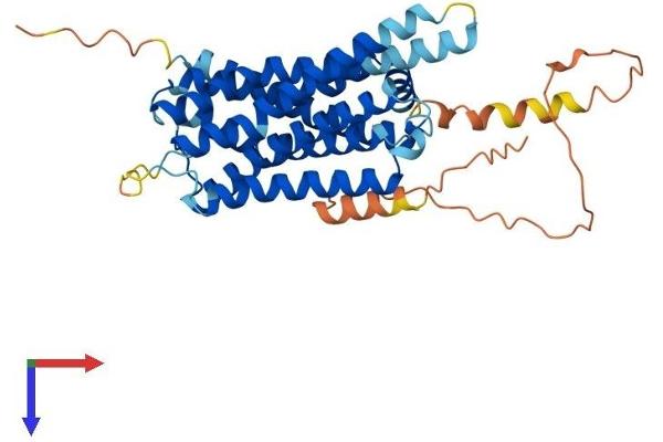 HRH2 Protein (AA 1-397) (His tag)