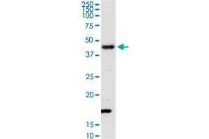 TXNDC4 MaxPab rabbit polyclonal antibody. (ERP44 Antikörper  (AA 1-406))