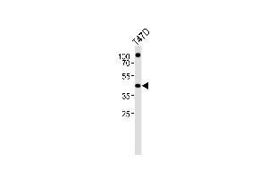 Western blot analysis of lysate from T47D cell line, using RXRA Antibody (Center) (ABIN651113 and ABIN2840079). (Retinoid X Receptor alpha Antikörper  (AA 196-224))