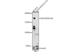 Western blot analysis of extracts from normal (control) and NSD3/WHSC1L1 knockout (KO) 293T cells, using NSD3/WHSC1L1 antibody (ABIN6130794, ABIN6150215, ABIN6150216 and ABIN6221225) at 1:1000 dilution.