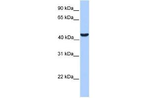 ABHD5 antibody used at 1 ug/ml to detect target protein. (ABHD5 Antikörper  (C-Term))