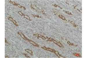 Immunohistochemistry (IHC) analysis of paraffin-embedded Human Kidney Tissue using IkappaB beta Mouse Monoclonal Antibody diluted at 1:200.