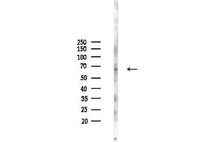 anti-WAS Protein Family, Member 1 (WASF1) (pTyr125) antibody