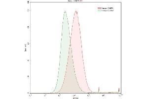 Detection of CASP8 in HepG2 human hepatocellular carcinoma cell line using Polyclonal Antibody to Caspase 8 (CASP8) (Caspase 8 Antikörper  (AA 217-384))