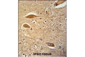 FIBB Antibody (N-term) (ABIN390413 and ABIN2840802) immunohistochemistry analysis in formalin fixed and paraffin embedded human brain tissue followed by peroxidase conjugation of the secondary antibody and DAB staining. (Fibrinogen beta Chain Antikörper  (N-Term))