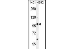 NBPF8 Antibody (N-term) (ABIN655536 and ABIN2845048) western blot analysis in NCI- cell line lysates (35 μg/lane). (NBPF8 Antikörper  (N-Term))