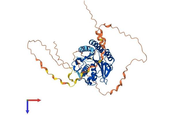 FAM113A Protein (AA 1-454) (His tag)