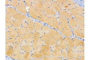 ABIN6258384 and ABIN6274981 at 1/100 staining Rat skin tissue by IHC-P. (CDC42EP4 Antikörper  (Internal Region))