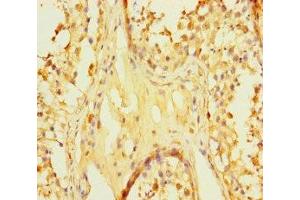 Immunohistochemistry of paraffin-embedded human testis tissue using ABIN7166855 at dilution of 1:100 (C8orf77 Antikörper  (AA 1-214))
