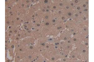 IHC-P analysis of Human Liver Tissue, with DAB staining. (ARG Antikörper  (AA 1-322))