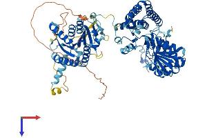 P5CS Protein (AA 1-795) (His tag)