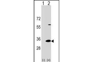 Western Blotting (WB) image for anti-Dual Adaptor of Phosphotyrosine and 3-phosphoinositides (DAPP1) (AA 247-275), (C-Term) antibody (ABIN1536938)