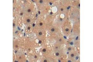 Used in DAB staining on fromalin fixed paraffin-embedded liver tissue (FKBPL Antikörper  (AA 1-349))