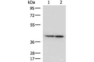 Western blot analysis of Human cerebella tissue and Human cerebrum tissue lysates using ATP6V1C1 Polyclonal Antibody at dilution of 1:500 (ATP6V1C1 Antikörper)