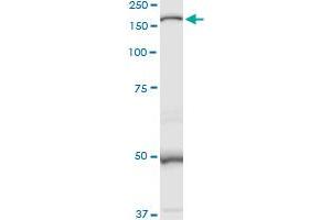 Western Blotting (WB) image for anti-Mannosidase, Alpha, Class 2B, Member 1 (MAN2B1) (AA 1-1011) antibody (ABIN948102)