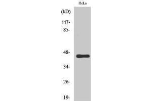 Western Blotting (WB) image for anti-Motilin Receptor (MLNR) (C-Term) antibody (ABIN3180655) (Motilin Receptor Antikörper  (C-Term))