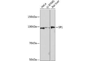 Western blot analysis of extracts of various cell lines, using SP1 antibody (ABIN7270505) at 1:1000 dilution. (SP1 Antikörper)