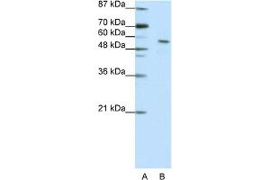 WB Suggested Anti-INSM2 Antibody Titration:  2. (INSM2 Antikörper  (N-Term))