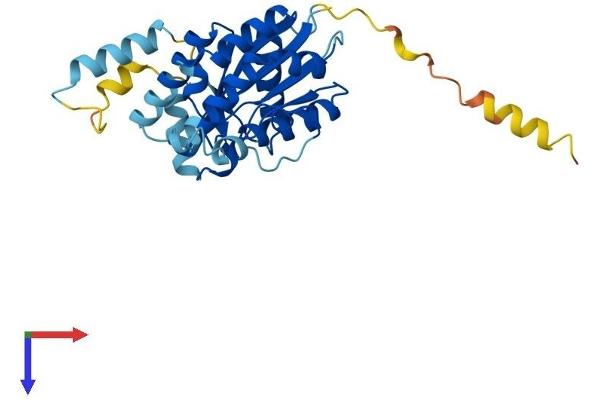 GPN3 Protein (AA 1-284) (His tag)