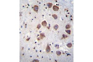 PDE1B Antibody (C-term) (ABIN655791 and ABIN2845221) immunohistochemistry analysis in formalin fixed and paraffin embedded human brain tissue followed by peroxidase conjugation of the secondary antibody and DAB staining. (PDE1B Antikörper  (C-Term))