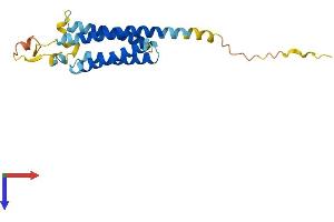 AlphaFold protein structure predicition of Mouse Recombinant Nkain1 Protein, UniprotID Q9D035