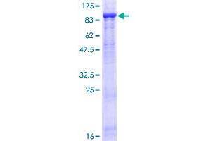 FBXL5 Protein (AA 1-691) (GST tag)