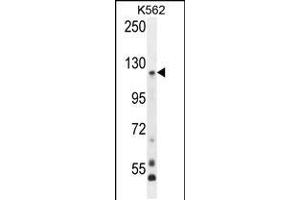 Western blot analysis in K562 cell line lysates (35ug/lane). (PCDHGA8 Antikörper  (C-Term))