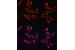 Immunofluorescence analysis of NIH/3T3 cells using IDH1 Rabbit pAb (ABIN3023105, ABIN3023106, ABIN3023107 and ABIN6219391) at dilution of 1:50 (40x lens). (IDH1 Antikörper  (AA 1-414))