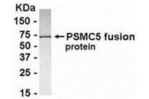 Western Blotting (WB) image for anti-Proteasome (Prosome, Macropain) 26S Subunit, ATPase, 5 (PSMC5) (AA 2-160) antibody (ABIN2468166)