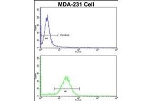 Flow cytometric analysis of MDA-231 cells using COLEC11 Antibody (N-term)(bottom histogram) compared to a negative control (top histogram).