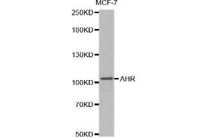 Western blot analysis of extracts of MCF7 cells lines, using AHR antibody. (Aryl Hydrocarbon Receptor Antikörper  (AA 619-848))
