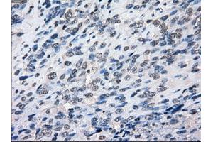 Image no. 4 for anti-Budding Uninhibited By Benzimidazoles 1 Homolog beta (Yeast) (BUB1B) antibody (ABIN1496995) (BUB1B Antikörper)