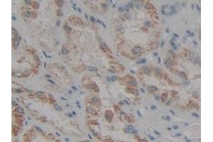 IHC-P analysis of Human Kidney Tissue, with DAB staining. (LOR Antikörper  (AA 210-295))