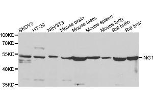 Western blot analysis of extracts of various cell lines, using ING1 antibody (ABIN5975667) at 1/500 dilution. (ING1 Antikörper)